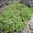 ARENARIA  TETRAQUETRA