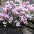 ASPERULA  DAPHNEOLA