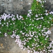 ARENARIA  PURPURASCENS