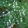 GYPSOPHILA  REPENS