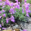 PENSTEMON  CARDWELLII