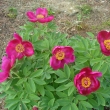 PAEONIA  OFFICINALIS