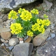 DRABA  AIZOIDES