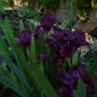 IRIS  REICHENBACHII