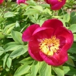 PAEONIA  sp., pivo�ka �erven�