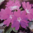 PRIMULA  SPECTABILIS