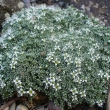 ARENARIA  LITHOPS                                                   .............