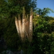 EREMURUS  ROBUSTUS