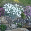 ACHILLEA  AGERATIFOLIA  ssp. SERBICA