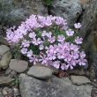 BOANOVICE  PHLOX