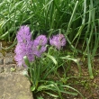 MUSCARI  COMOSUM