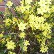 JASMINUM  NUDIFLORUM