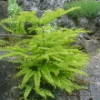 ADIANTUM  PEDATUM - NET�K