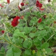 POTENTILLA  ATROSANGUINEA