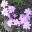 HEPATICA  NOBILIS - Jaternk