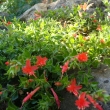 ZAUSCHNERIA  GARETTII