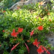 ZAUSCHNERIA  SEPTENTRIONALIS