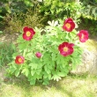 PAEONIA OFFICINALIS,