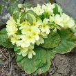 PRIMULA  ELATIOR