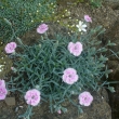 DIANTHUS  sp.