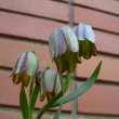 FRITILLARIA ACMOPETALA,