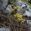 ALLIUM FLAVUM