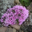 KV�TA  PHLOX