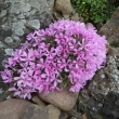 KVTA  PHLOX