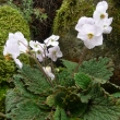 RAMONDA  MYCONI  ALBA