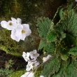 RAMONDA  MYCONI  ALBA