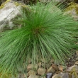 CAREX  ROSEA