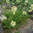 PENSTEMON  sp. krmov kvt)