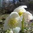 HELLEBORUS NIGER