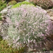 ACANTHOLIMON  CARYOPHYLLACEUM