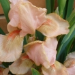IRIS sp.  (meru�kov� kv�t)