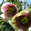 HELLEBORUS ORIENTALIS,