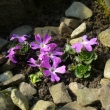 PRIMULA  MINIMA