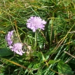 SCABIOSA  SILENIFOLIA