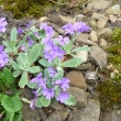 PRIMULA  MARGINATA