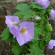 GLAUCIDIUM PALMATUM