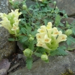 SCUTELLARIA  ORIENTALIS