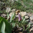 FRITILLARIA  PINARDII