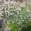 DIANTHUS  ARPADIANUS