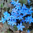 HEPATICA  NOBILIS  (Jaternk )