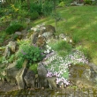 DIANTHUS  GRATINAPOLITANUS  ALBA