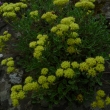 ERIOGONUM  UMBELLATUM