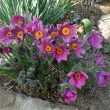 PULSATILA  VULGARIS