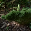 SEDUM  CRISTATUM