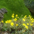 HELIANTHEMUM  SCARDICUM