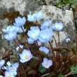 JEFFERSONIA DUBIA,